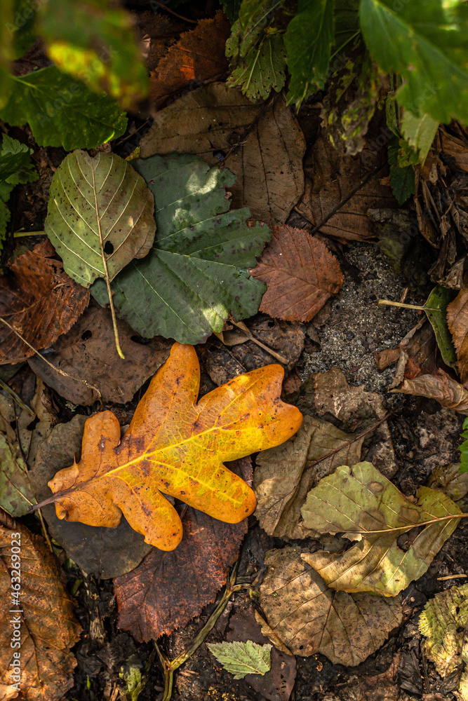 Warm colors of autumn. Dry leaf carpet. Walk in the park. Patterns of fallen leaves. Cozy background. Dead foliage. Colorful landscape. Beauty of nature. Colored leaves on the ground in the forest. Warm colors of autumn. Dry leaf carpet. Walk in the park. Patterns of fallen leaves. Cozy background. Dead foliage. Colorful landscape. Beauty of nature. Colored leaves on the ground in the forest.