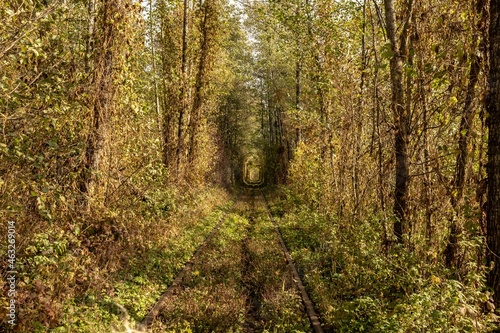 Tunnel of love. Arch of trees. Natural landmark of Ukraine. A resting place for lovers. Romantic location. Wedding photo session. Railroad in the autumn landscape. Fabulous landscape.