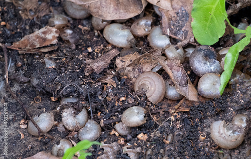 group of brown shield snails shells. many size animal crust in nest on dirty floor in natural park