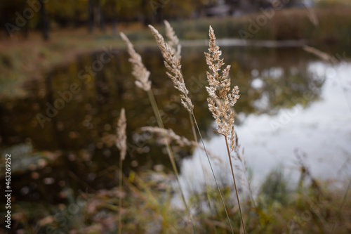 Rural landscape. Plants on the shore of the lake. The silence of nature. Calm view. Relaxation from noise. Whisper in the wind. Feather grass on the bank of the river.