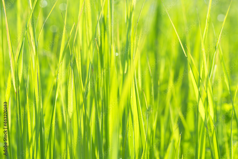 Green rice fields background. Abstract rice young plant with blurred motion Green rice fields background. Abstract rice young plant with blurred motion