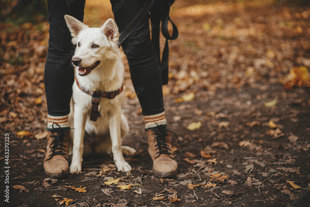 Cute dog sitting at owner legs in autumn woods. Traveling with pet, loyal companion. Stylish young hipster woman in boots hiking with sweet white swiss shepherd dog in fall forest. Wanderlust