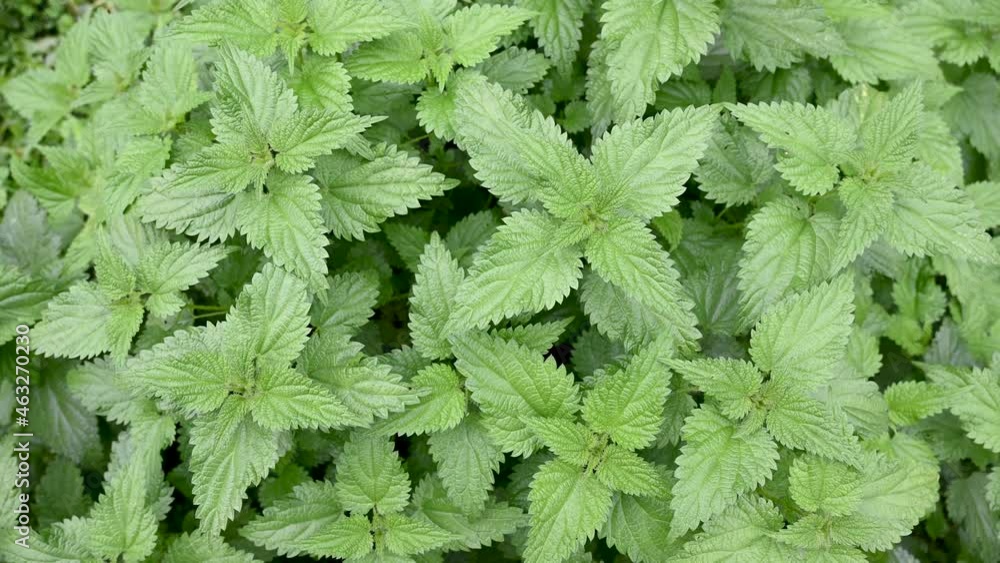 A stinging nettle growing in a forest. Green Common nettle in a field during spring. Urtica dioica, close up. A stinging nettle growing in a forest. Green Common nettle in a field during spring. Urtica dioica, close up.