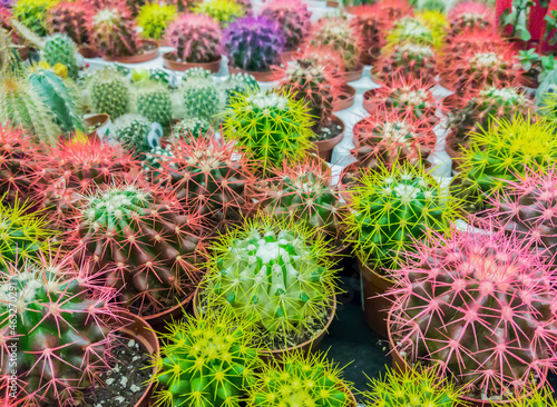 Many cacti grow in pots and are sold in the cactus market. Cacti in the nursery. Selective focus