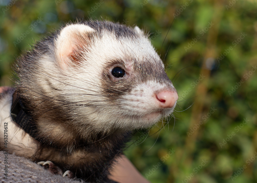 black and white ferret in the hands of a girl in a fur coat black and white ferret in the hands of a girl in a fur coat