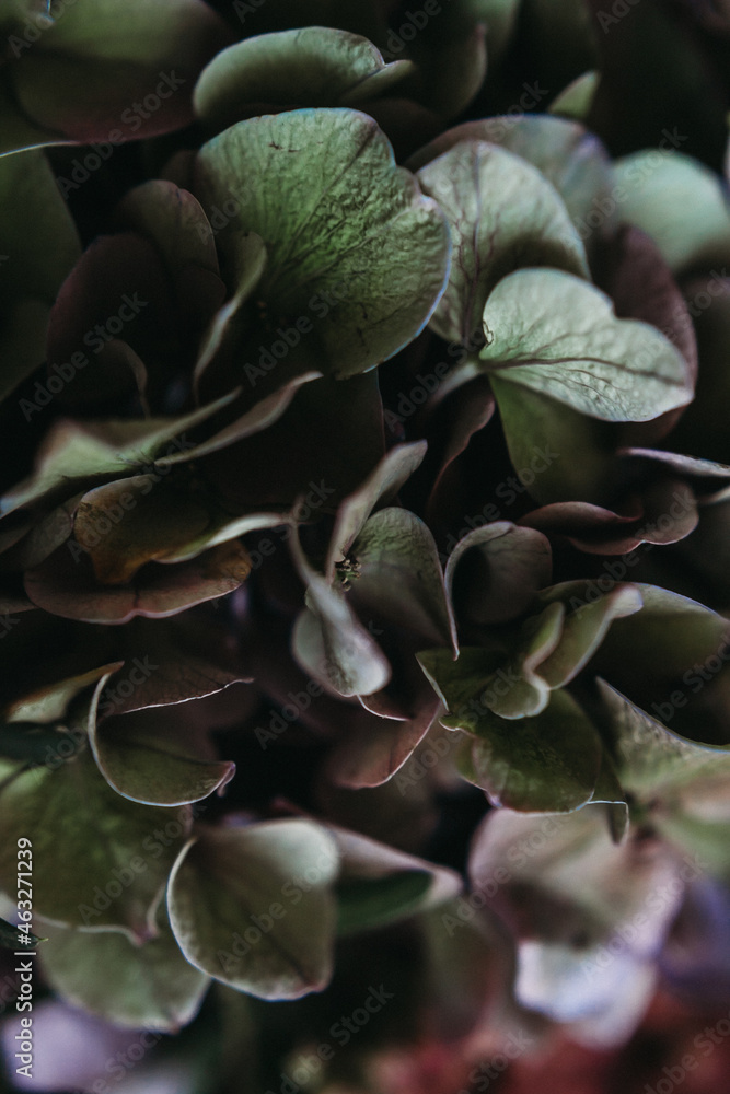  Beautiful texture of dark green and purple coloured hydrangea flowers, close up view 