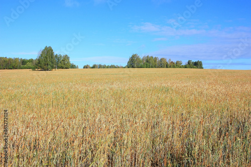 Yellow ears of rye in field