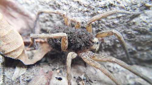 Fotografi A female wolf spider carries thousands of cubs on her back