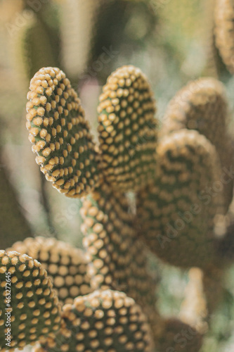 Cactus verde y amarillo macro