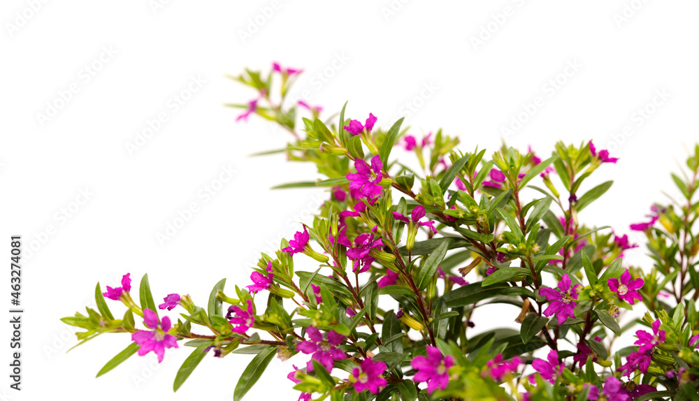 Naklejka premium Purple flowers of Cuphea hyssopifolia, the false heather, isolated on white background