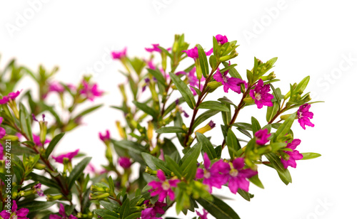 Purple flowers of Cuphea hyssopifolia  the false heather  isolated on white background 