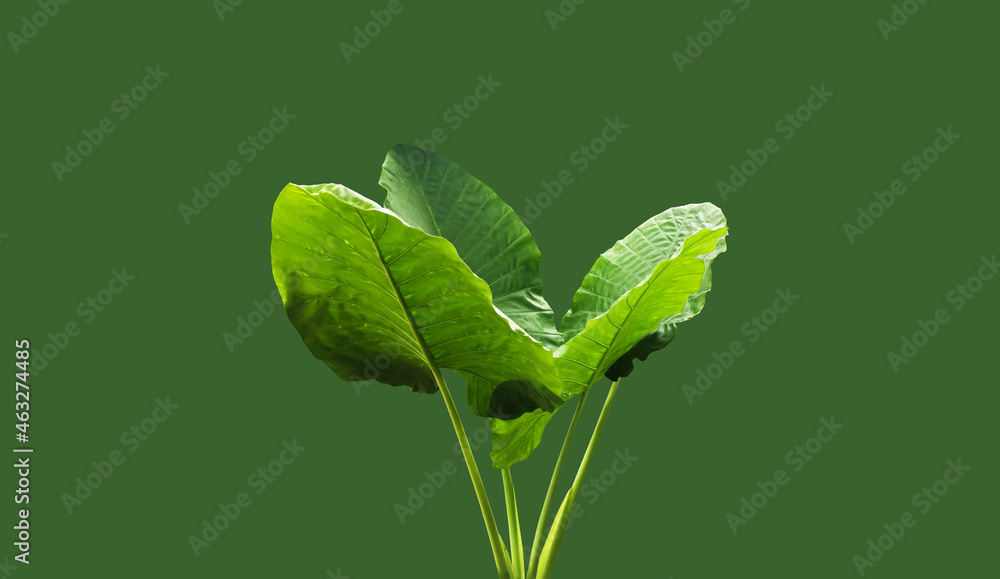 Obraz premium Isolated forest elephant ear plant with clipping paths.