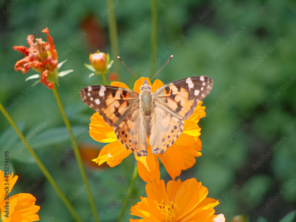 Obraz premium ヒメアカタテハ