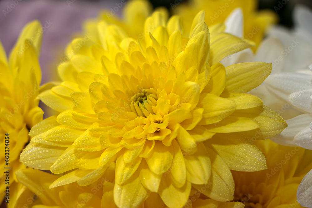 Fototapeta premium yellow flower