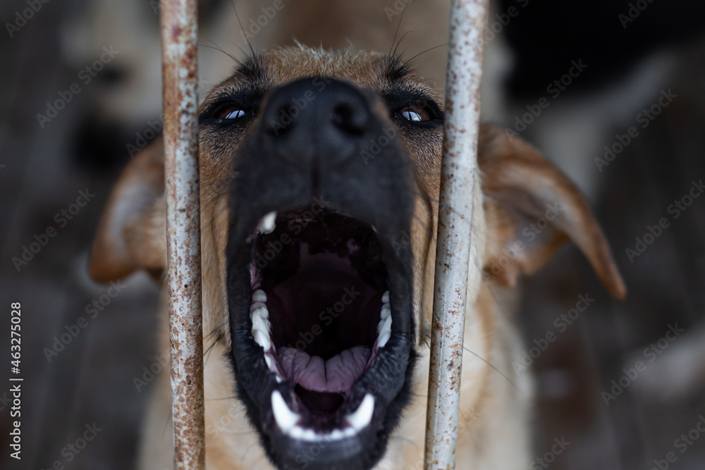 Cage aggressive dog outlet
