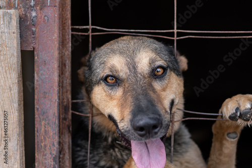 A dog in a homeless animal shelter peeks out through a rusty bent cage. Keeping animals in poor conditions close-up.