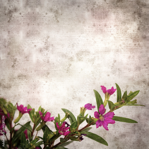 square stylish old textured paper background with flowering Cuphea hyssopifolia, the false heather 