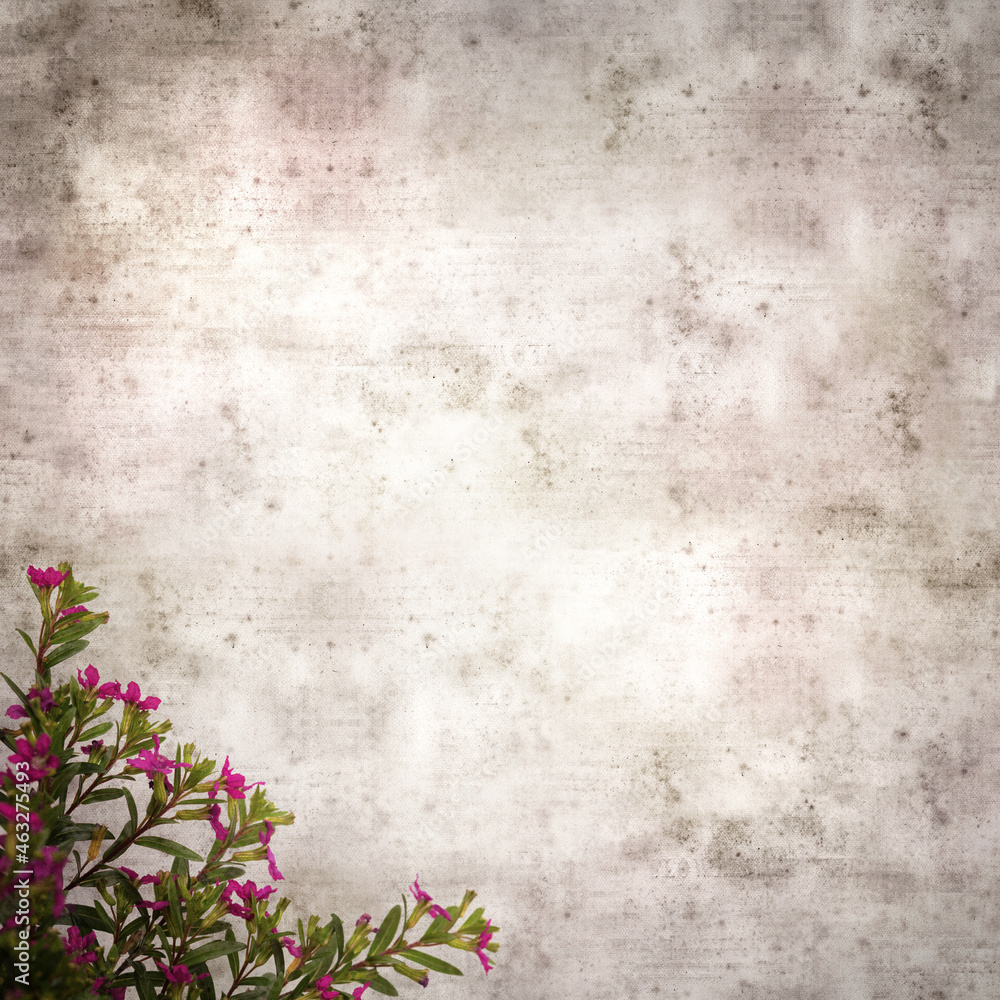 square stylish old textured paper background with flowering Cuphea hyssopifolia, the false heather
square stylish old textured paper background with flowering Cuphea hyssopifolia, the false heather