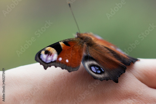 Beautiful butterfly on a hand close-up. Peacock butterfly.