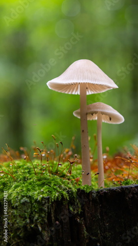 Beautiful closeup of forest mushrooms. Gathering mushrooms. Mushrooms photo, forest photo,