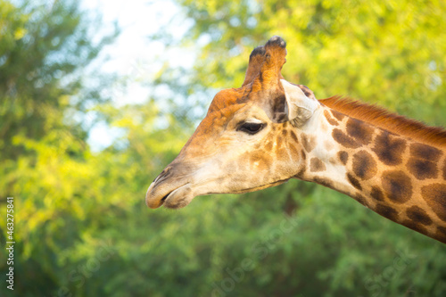 Giraffe in the park eats branches giraffe's head peeps out © Vera