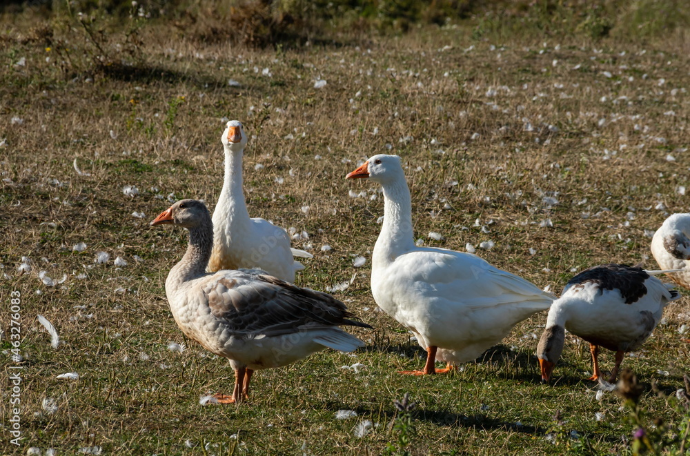 Obraz premium Group of white fronted geese resting and feeding in coastal golf course grassland