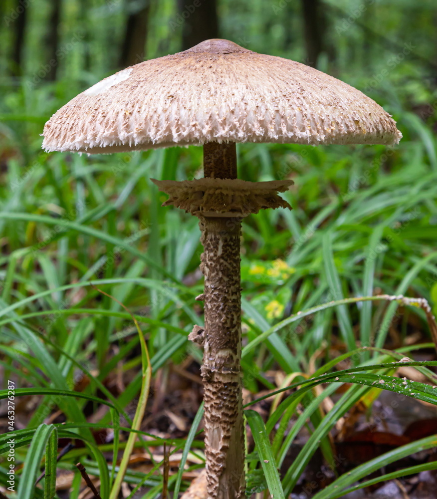 Macrolepiota procera, edible mushroom in the forest. Macrolepiota procera, also named, the parasol mushroom. Very tasty and healthy. Edible mushroom.
