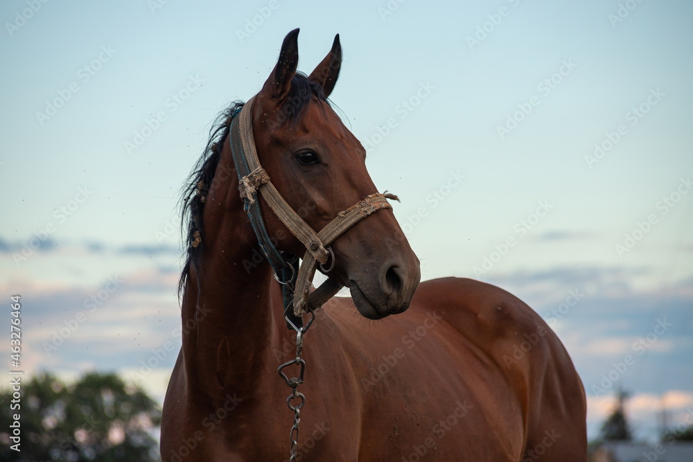 Obraz premium Portrait of nice brown horse on blue background Horse Head