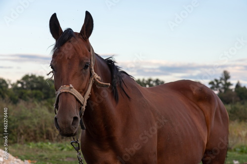 Portrait of nice brown horse on blue background Horse Head