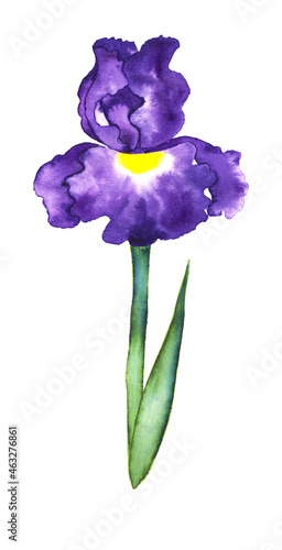 Beautiful stylized blue German bearded iris  flower, watercolor on white background
