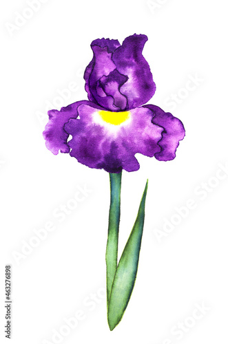 Beautiful stylized iris flower, watercolor on white background photo