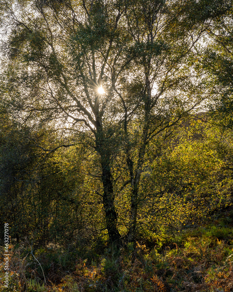 Fototapeta premium Autumn Tree with Sunlight