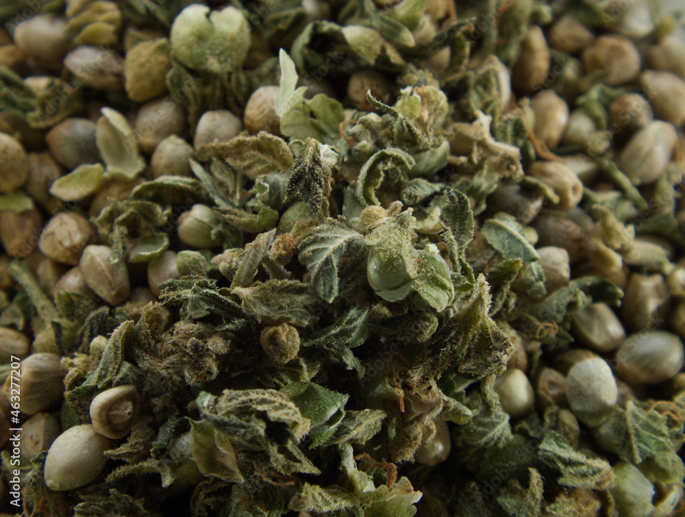 Marijuana seeds and their cases / casings from a studio shoot. Marijuana seeds and their cases / casings from a studio shoot.