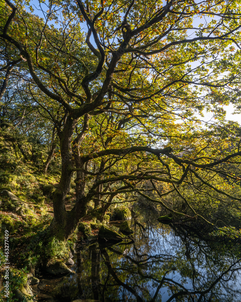 Autumn Trees at Guisecliffe Tarn in Yorkshire Autumn Trees at Guisecliffe Tarn in Yorkshire