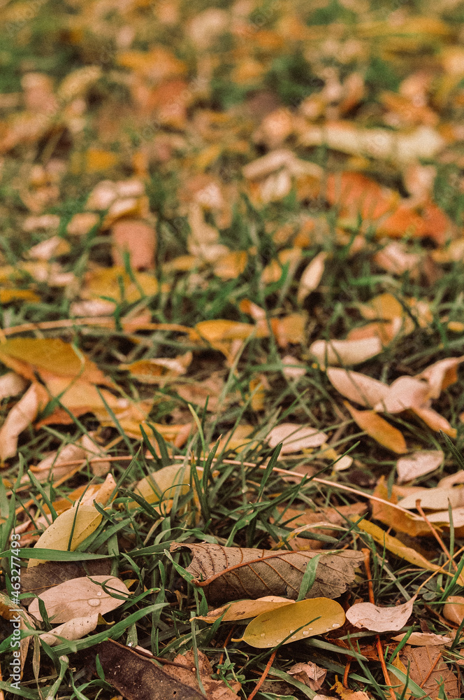 autumn leaves in the grass autumn leaves in the grass