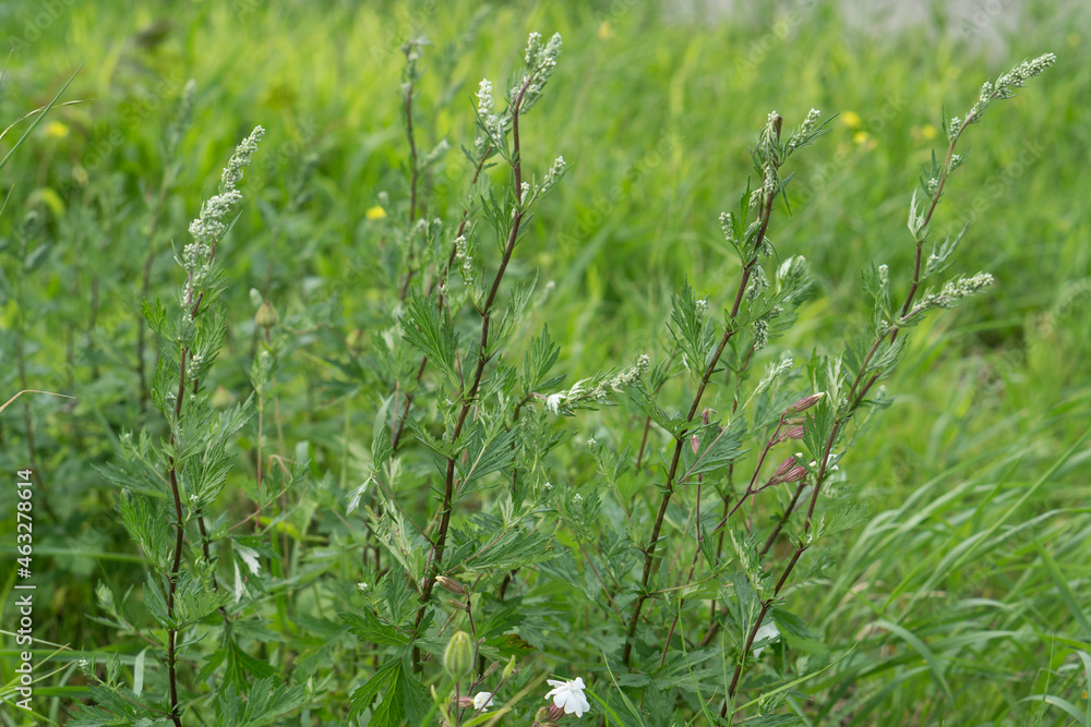 Beifuß blühend auf einer Sommerwiese Beifuß blühend auf einer Sommerwiese
