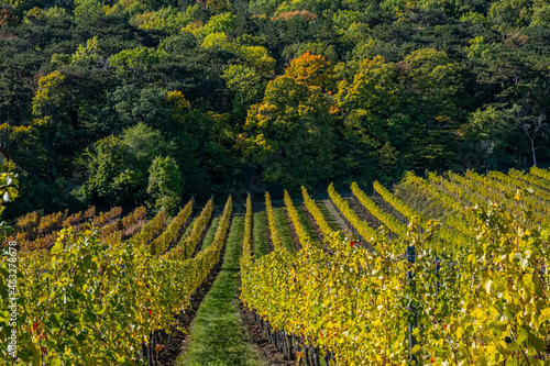 colorful autumn vineyards