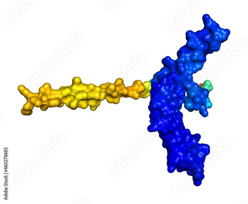 3D rendering of Glycoprotein hormone beta-5 as predicted by alphafold and colored according to confidence in the model.  photo