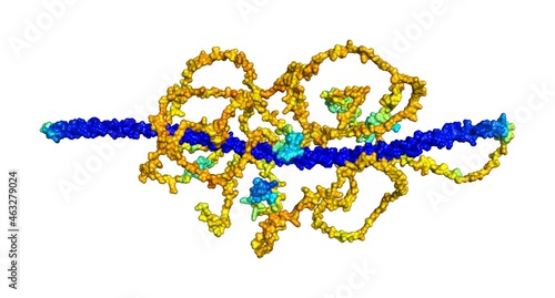 3D rendering of Transforming acidic coiled-coil-containing protein 3 as predicted by alphafold and colored according to confidence in the model.  photo