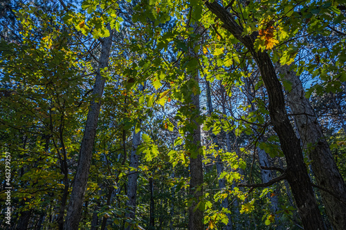 green trees in the forest 