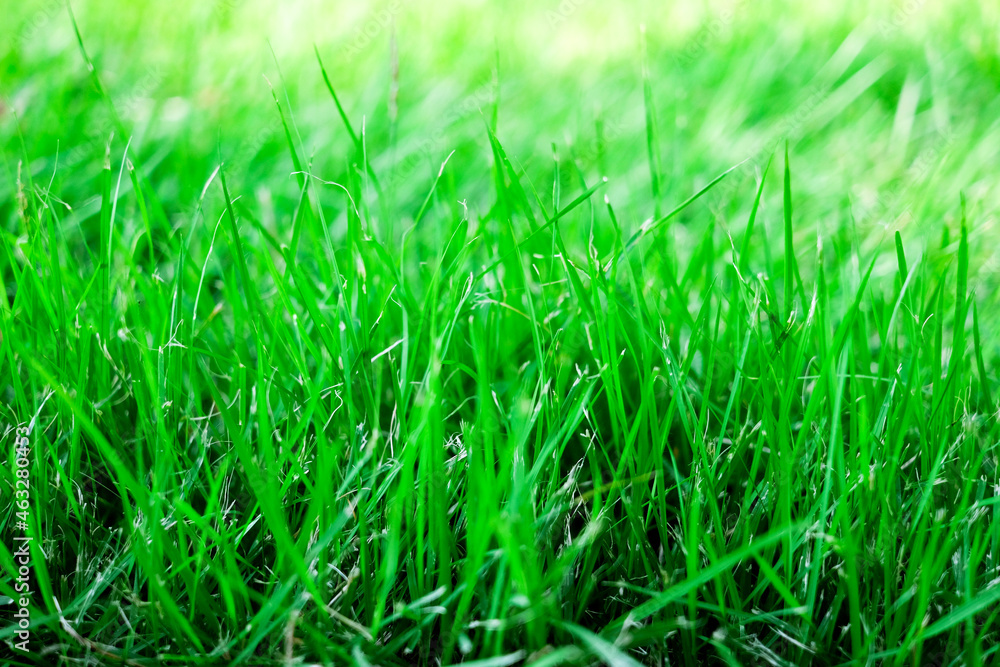 green grass in the morning background. green grass in the morning background.