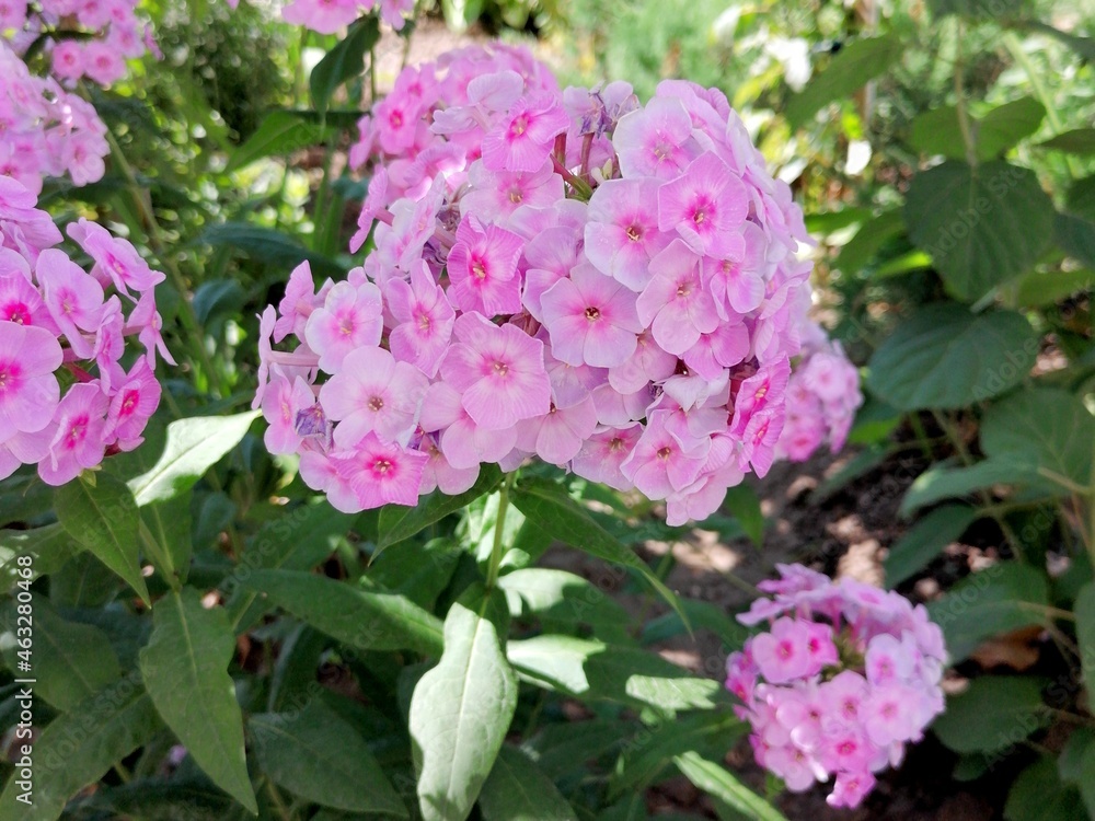 Pink hydrangea flowers in city park Pink hydrangea flowers in city park
