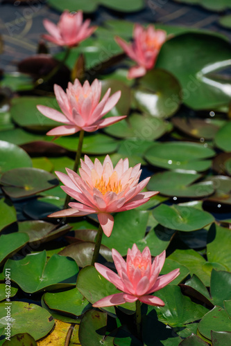 lotus flowers above water