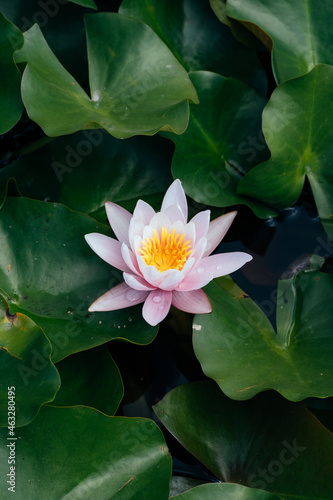 lotus flowers above water