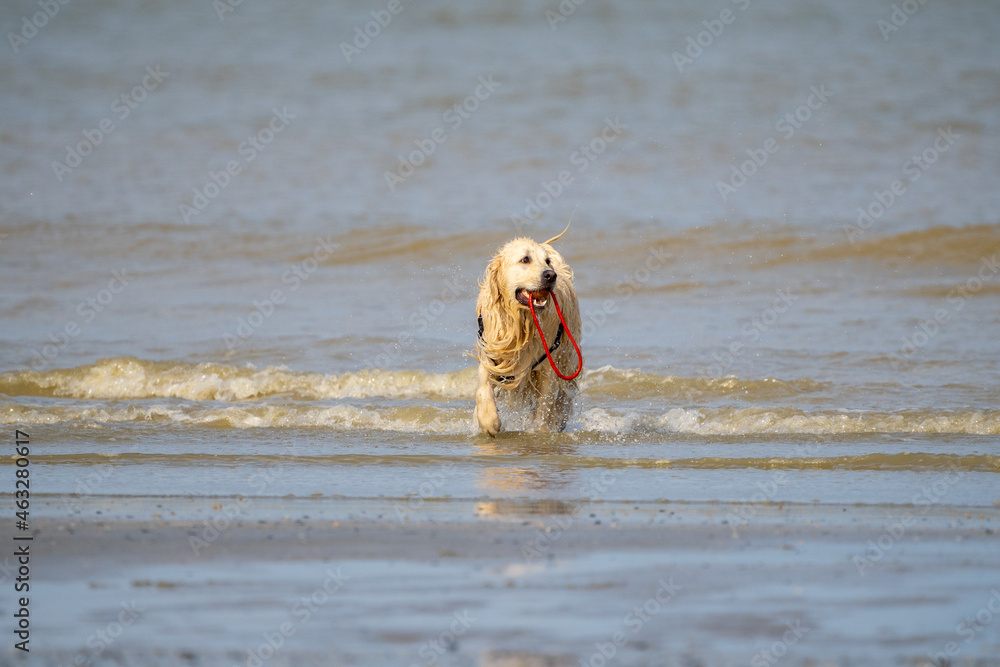 Dog running in the water and enjoying the sun at the beach. Dog having fun at sea in summer. Dog running in the water and enjoying the sun at the beach. Dog having fun at sea in summer.