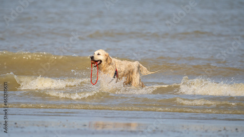 Dog running in the water and enjoying the sun at the beach. Dog having fun at sea in summer. 