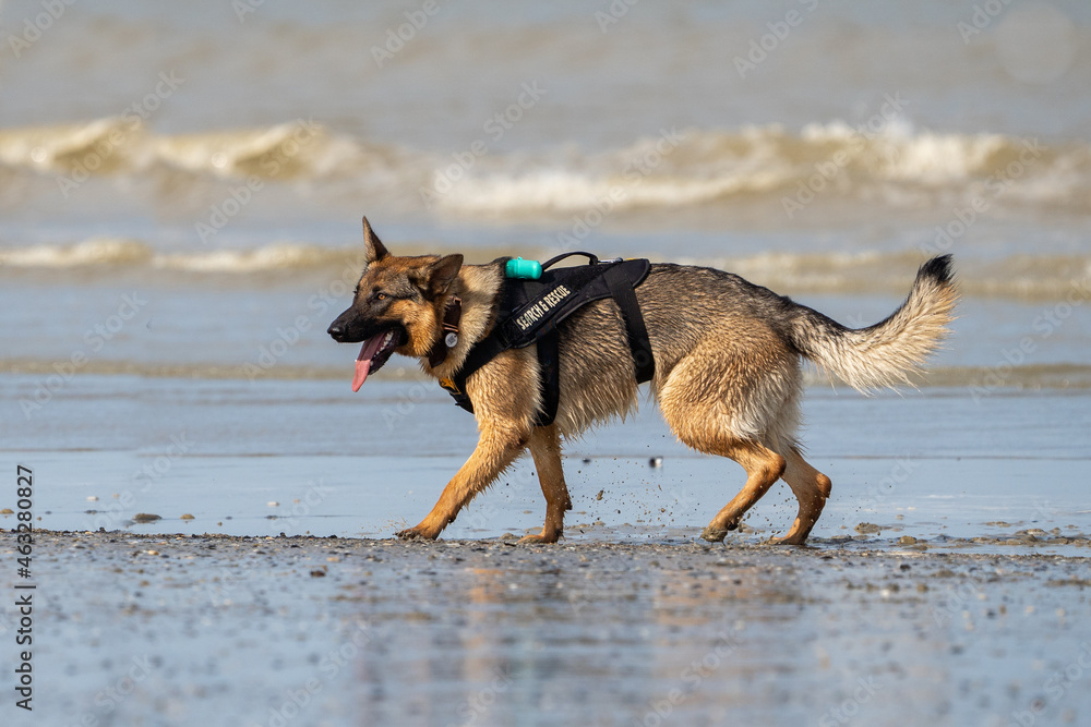 German Shepherd dog running in the water and enjoying the sun at the beach. Dog having fun at sea in summer.	