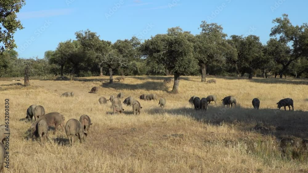 Black Iberian pigs grazing through the oak trees in grassland Extremadura. Spain dehesa landscape. Spanish hogs in field a day of winter. Agricultural farm-Dan Black Iberian pigs grazing through the oak trees in grassland Extremadura. Spain dehesa landscape. Spanish hogs in field a day of winter. Agricultural farm-Dan