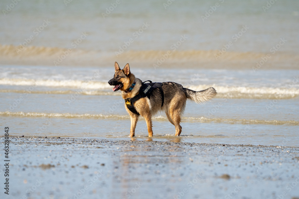 Naklejka premium Dog running in the water and enjoying the sun at the beach. Dog having fun at sea in summer. 