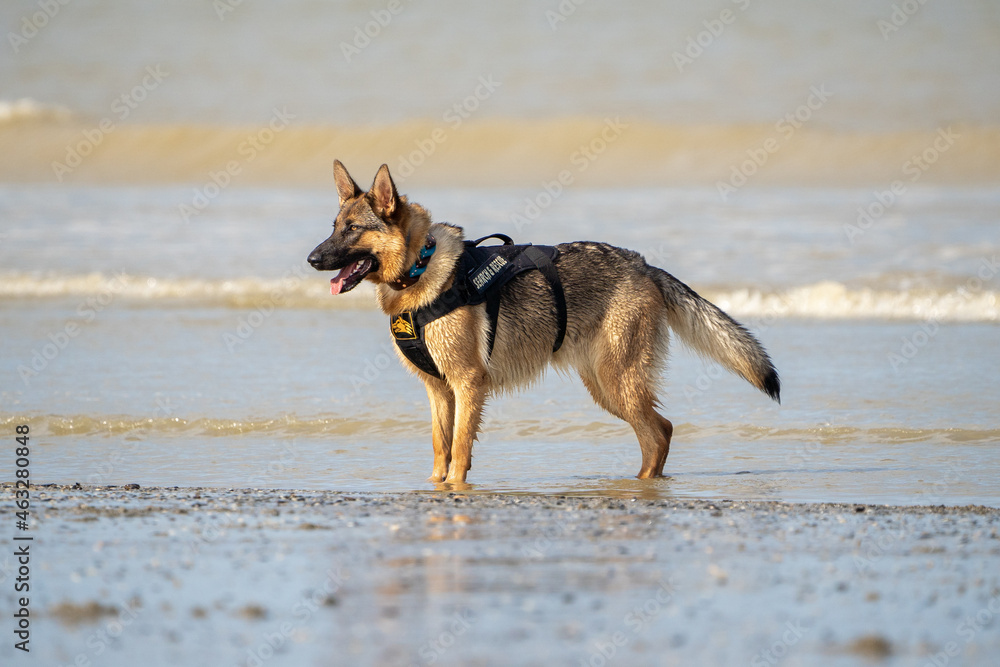 Dog running in the water and enjoying the sun at the beach. Dog having fun at sea in summer.	